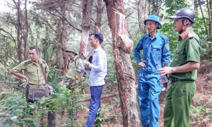 Móng Cái: Phát hiện tình trạng người dân khai thác nhựa thông trái phép