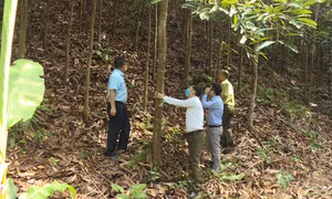 Phát triển lâm nghiệp theo hướng bền vững