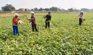 “Tổ liên kết sản xuất và tiêu thụ củ cải” 