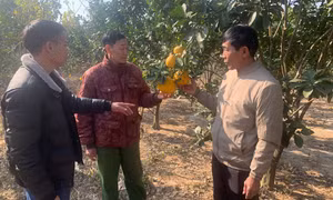 Yên Than xây dựng Nông thôn mới kiểu mẫu