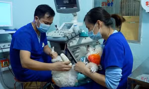 Bác sĩ thú y và tình yêu động vật
