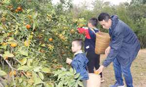 Gây dựng lại sức sống cho vùng cam Vạn Yên 