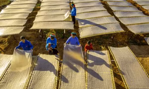 Húc Động mùa phơi miến