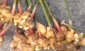 Xuất khẩu gừng tăng vọt