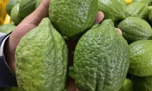 Chanh Quảng Đông 'sốt' giá tại Việt Nam