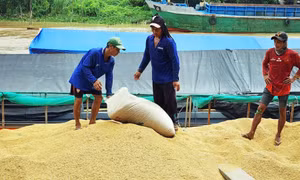 Thương lái tranh mua lúa với giá cao