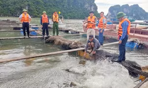 TP Hạ Long: Quyết tâm chấm dứt tình trạng khai thác thuỷ sản bất hợp pháp