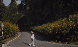 Lên Ba Vì ngắm hoa dã quỳ