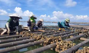 Vùng nuôi tập trung Cái Rồng