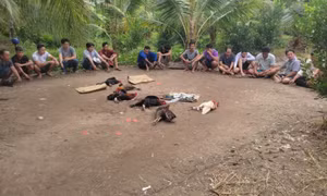 Gần 20 người kéo nhau vào vườn dừa tổ chức đá gà ăn tiền