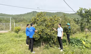 Thúc đẩy phát triển hợp tác xã