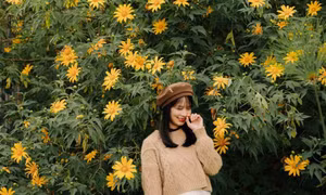 Đến Đà Lạt đón mùa dã quỳ nở rộ