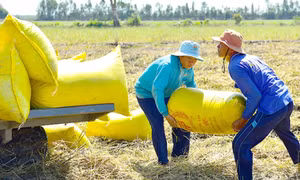 Nỗi lo đằng sau giá lúa cao kỷ lục