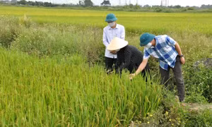 Đảm bảo an ninh lương thực từ thúc đẩy sản xuất nông nghiệp