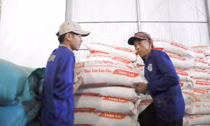 Đủ gạo tiêu thụ trong nước và xuất khẩu