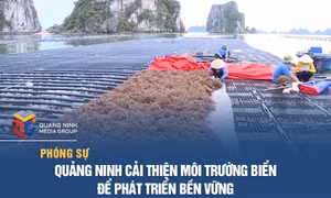 Quảng Ninh cải thiện môi trường biển để phát triển bền vững