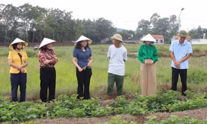 Huyện Đầm Hà: Đảm bảo an sinh xã hội, nâng cao chất lượng đời sống nhân dân