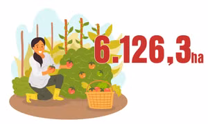 6.126,3 ha - là diện tích cây ăn quả của tỉnh Quảng Ninh hiện nay
