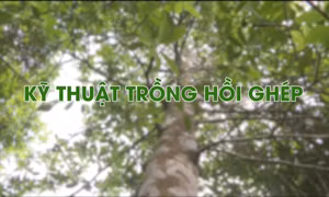 Kỹ thuật trồng hồi ghép