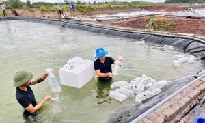 Triển vọng từ nuôi tôm
