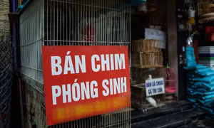 Ủng hộ lời kêu gọi Phật tử Huế không phóng sinh để bảo vệ chim hoang dã