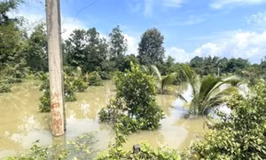 Mưa lũ gây thiệt hại nhà cửa và cây trồng, vật nuôi ở nhiều địa phương