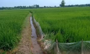 Người đàn ông nghi bị điện bẫy chuột giật tử vong