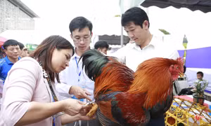 Độc đáo Hội thi Vua Gà tại Tiên Yên sẽ diễn ra ngày 19/8