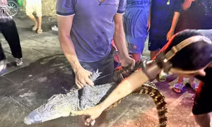 Bắt được cá sấu nặng 14 kg trên sông ở Bạc Liêu