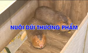 Khoa giáo: Nuôi dúi thương phẩm
