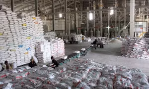Cơ hội mở rộng thị phần xuất khẩu gạo Việt Nam