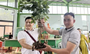 Hơn 860 triệu đồng cây sâm Ngọc Linh một kg