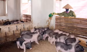Bảo tồn, phát triển đàn lợn Móng Cái