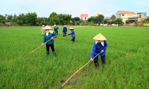 Chuẩn bị tốt các điều kiện cho sản xuất vụ lúa mùa