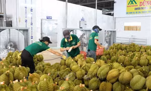 Phối hợp triển khai ngoại giao kinh tế đưa nông sản Việt vươn xa