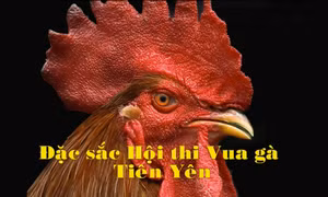 Đặc sắc Hội thi Vua gà Tiên Yên