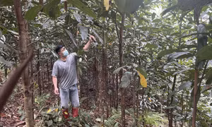 Phát triển nông nghiệp bền vững