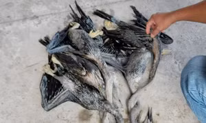Thiếu mồi, hai 'bợm nhậu’ vào rừng săn 6 cá thể chim trong Sách đỏ