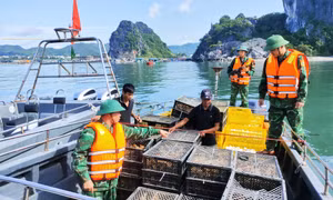 Đồn Biên phòng Quan Lạn bắt giữ tàu vận chuyển trái phép gia cầm