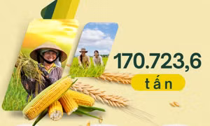 170.723,6 tấn - là tổng sản lượng lương thực cây có hạt 10 tháng năm 2024 trên toàn tỉnh