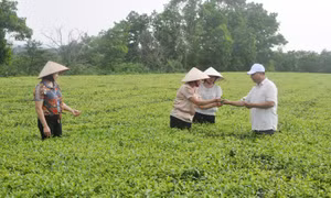 Làm du lịch sinh thái trên nương chè Đường Hoa