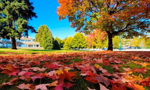Ngắm mùa Thu lá đỏ tại Vancouver