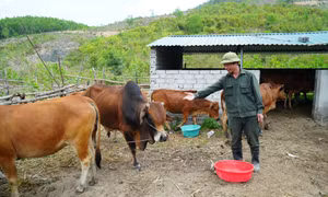Hiệu quả xây dựng NTM kiểu mẫu