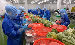 Tận dụng cơ hội xuất khẩu nông sản sang UAE