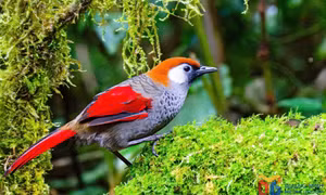 Những “sứ giả bầu trời” lộng lẫy