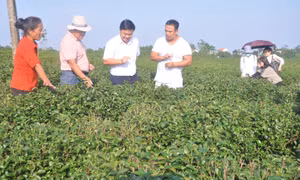 Tươi đẹp vùng chè Đường Hoa