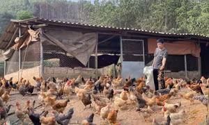 Làm giàu từ kinh tế trang trại
