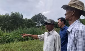 Dân miệt thứ trồng keo lai, chủ rừng có tiền tỉ như chơi