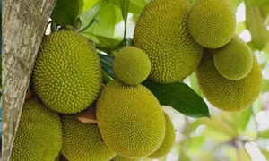 Lợi ích sức khỏe đáng ngạc nhiên của trái mít