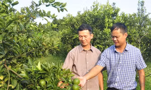 Điểm tựa vững chắc của nông dân